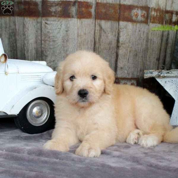 Lincoln, Goldendoodle Puppy