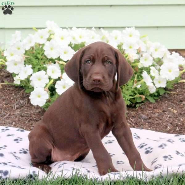 Link, German Shorthaired Pointer Puppy