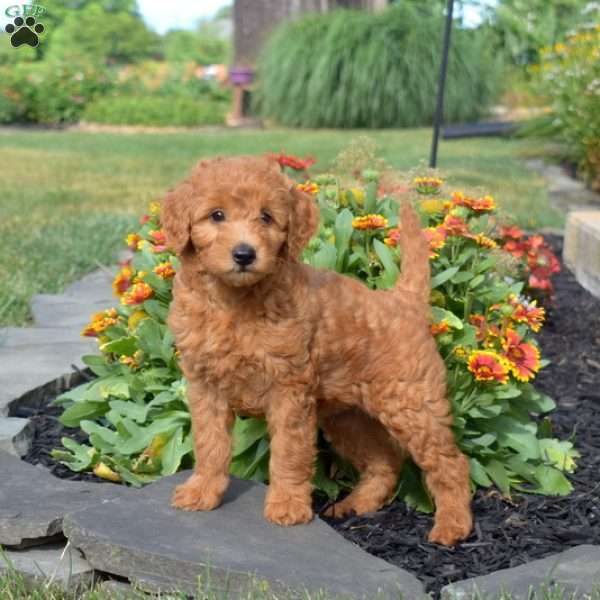 Link, Mini Goldendoodle Puppy