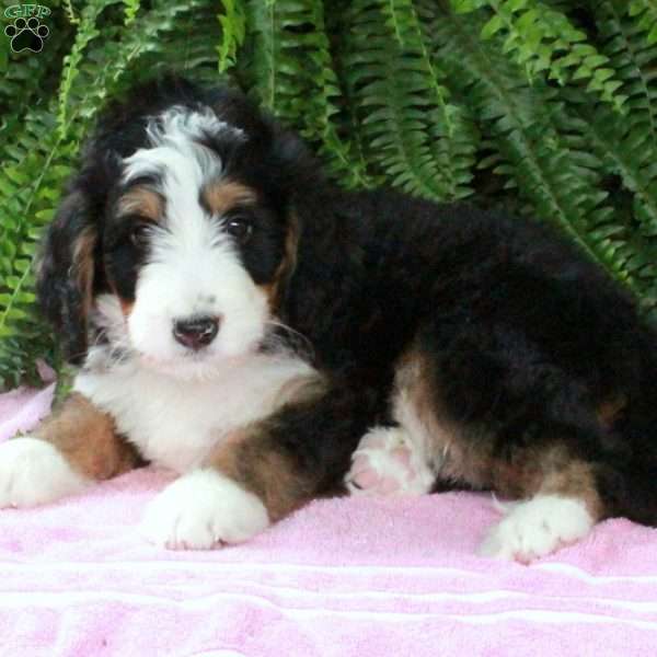 Lionel, Bernedoodle Puppy