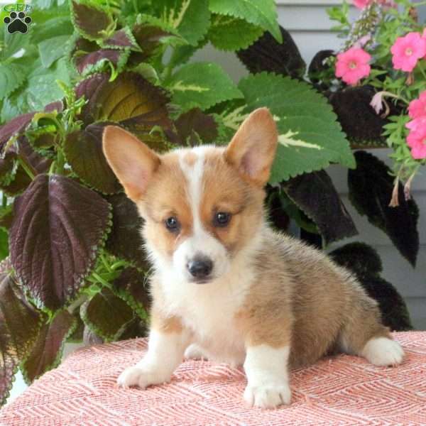 Lisa, Pembroke Welsh Corgi Puppy