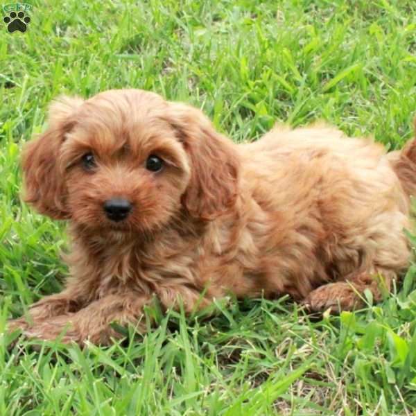 Lizzie, Cavapoo Puppy