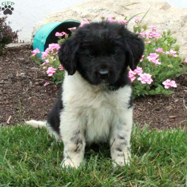 Lizzie, Newfoundland Puppy