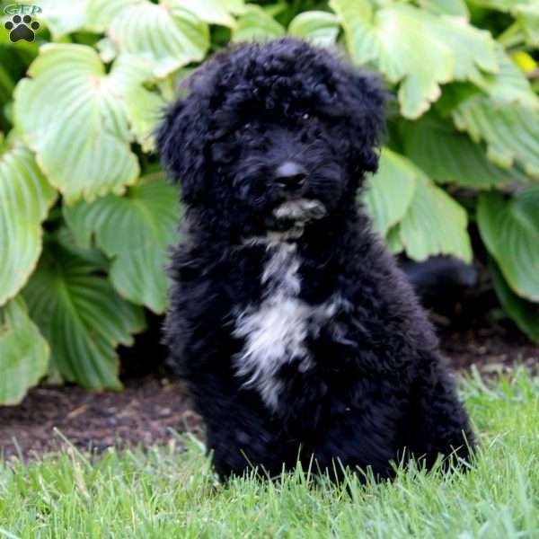 Logan, Portuguese Water Dog Puppy