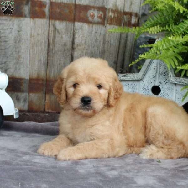 Logan, Goldendoodle Puppy