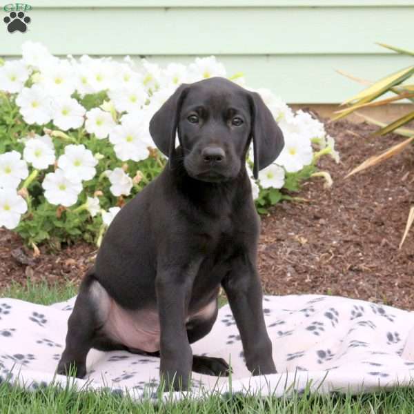 Loki, German Shorthaired Pointer Puppy