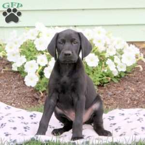 Loki, German Shorthaired Pointer Puppy