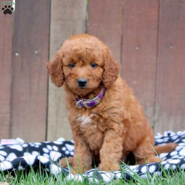 Lola, Mini Goldendoodle Puppy