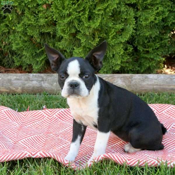 Lolly, Boston Terrier Puppy