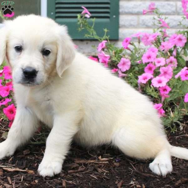 Lolly, English Cream Golden Retriever Puppy