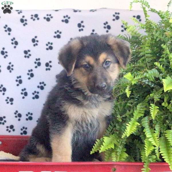 Lonnie, German Shepherd Puppy