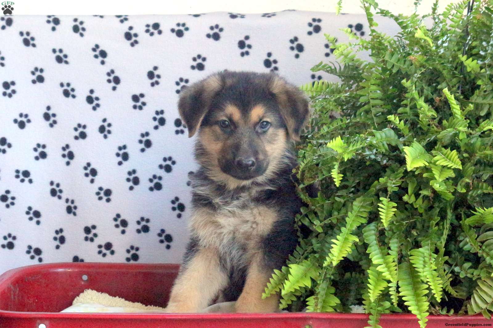 Lonnie - German Shepherd Puppy For Sale in Pennsylvania