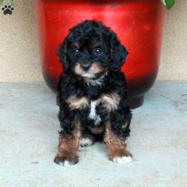 Lottie, Cavapoo Puppy