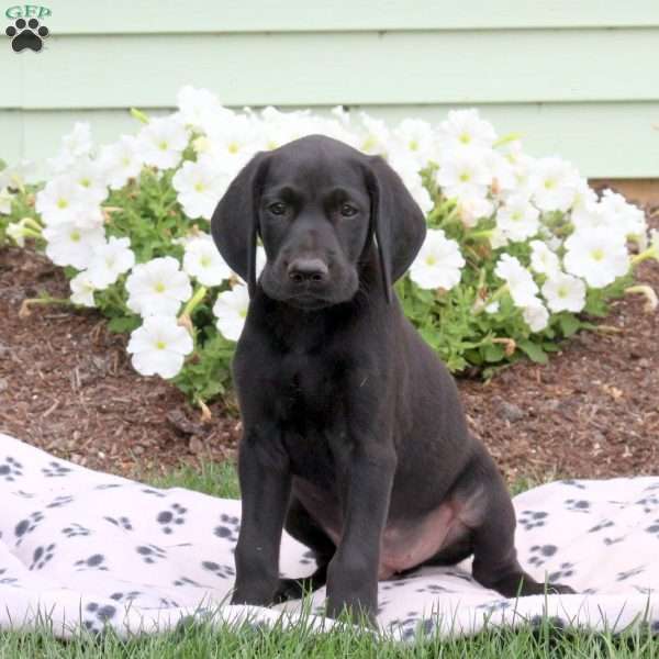 Louie, German Shorthaired Pointer Puppy