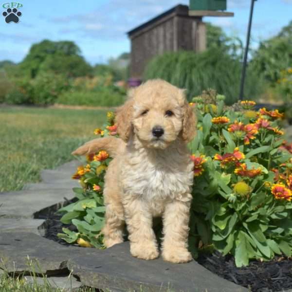 Louie, Mini Goldendoodle Puppy