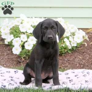 Louie, German Shorthaired Pointer Puppy