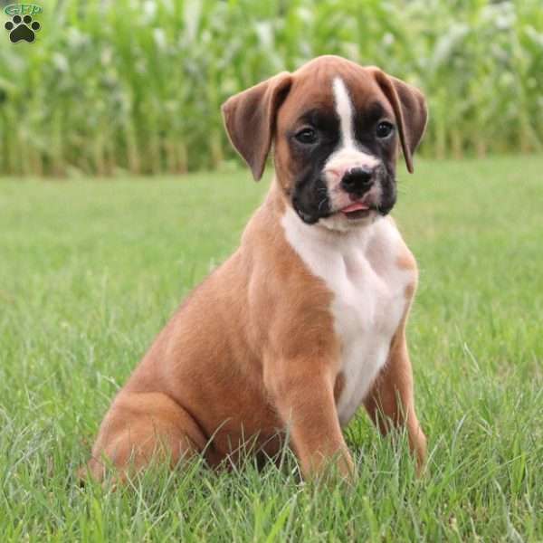 Louis, Boxer Puppy