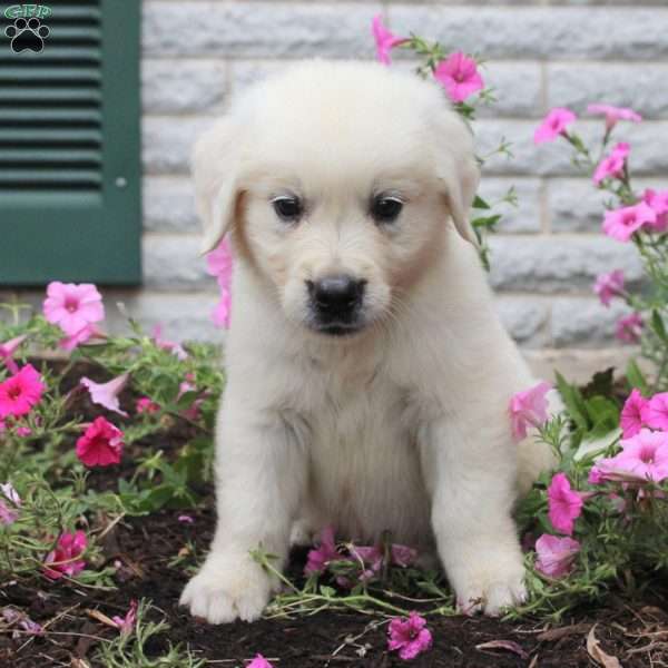 Louis, English Cream Golden Retriever Puppy