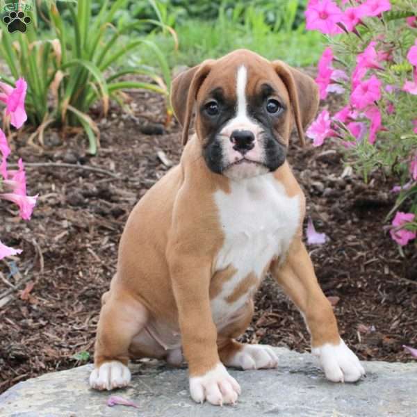 Loutis, Boxer Puppy