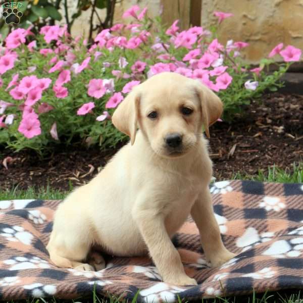 Love, Yellow Labrador Retriever Puppy