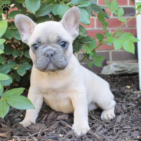 Lulu, French Bulldog Puppy