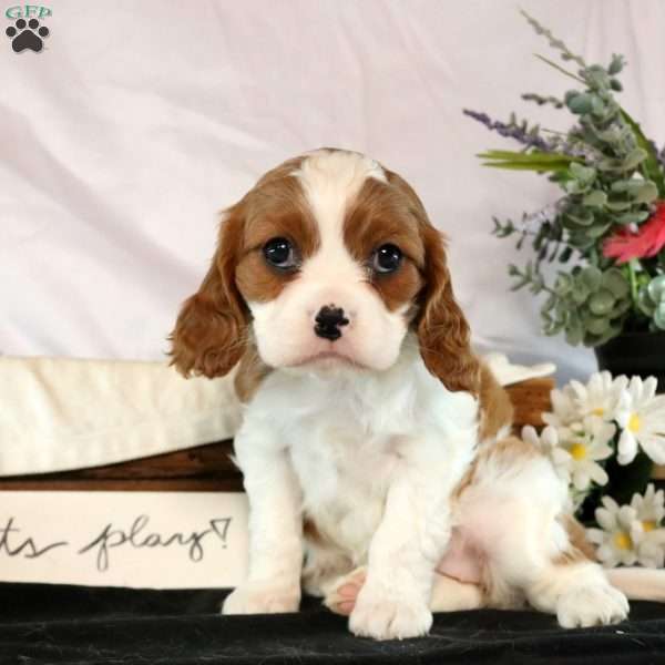 LuLu, Cavalier King Charles Spaniel Puppy