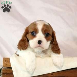 LuLu, Cavalier King Charles Spaniel Puppy