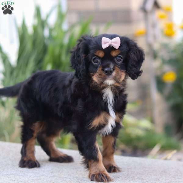 LuLu, Cavalier King Charles Mix Puppy