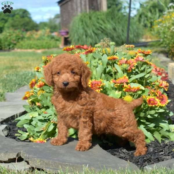 Luca, Mini Goldendoodle Puppy