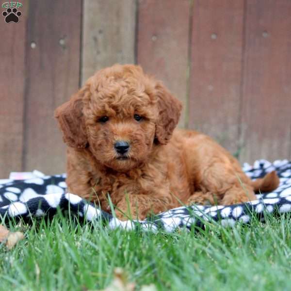 Lucas, Mini Goldendoodle Puppy