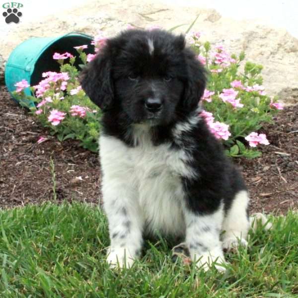 Lucas, Newfoundland Puppy