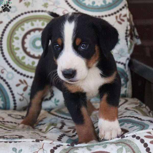 Lucky, Greater Swiss Mountain Dog Puppy