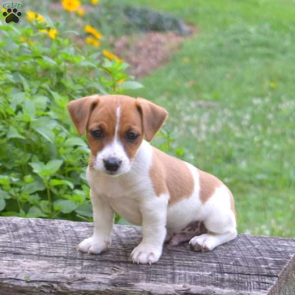 Lucky, Jack Russell Terrier Puppy