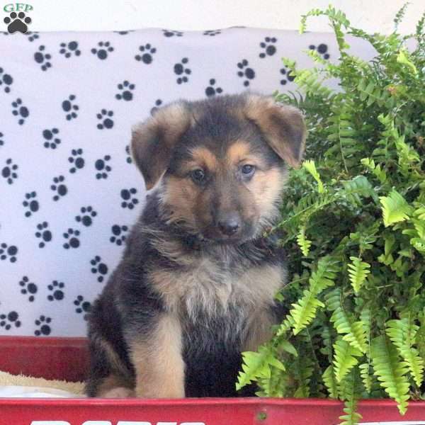 Lucky, German Shepherd Puppy