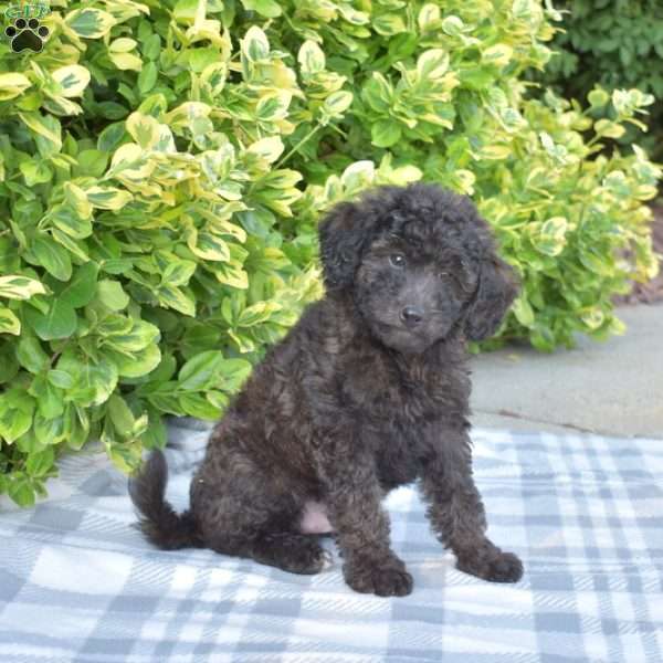 Lucky, Miniature Poodle Puppy