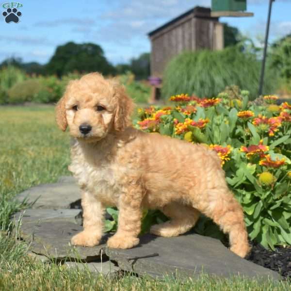 Lucky, Mini Goldendoodle Puppy