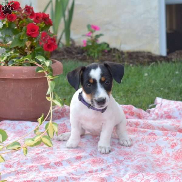 Lucy, Jack Russell Terrier Puppy