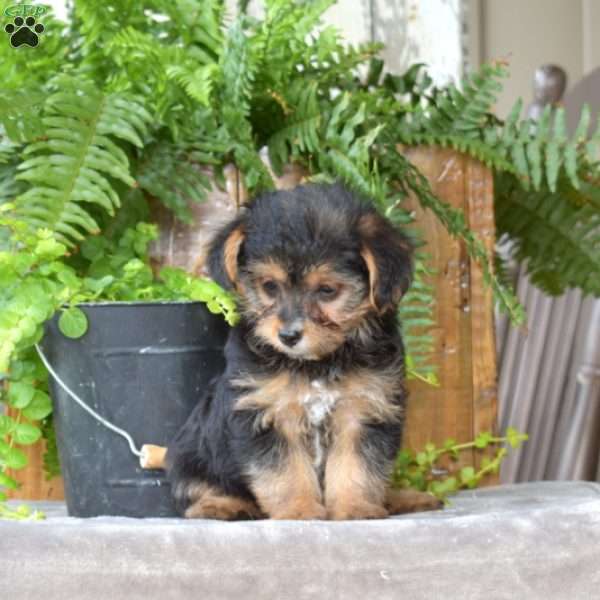 Lucy, Yorkie Poo Puppy