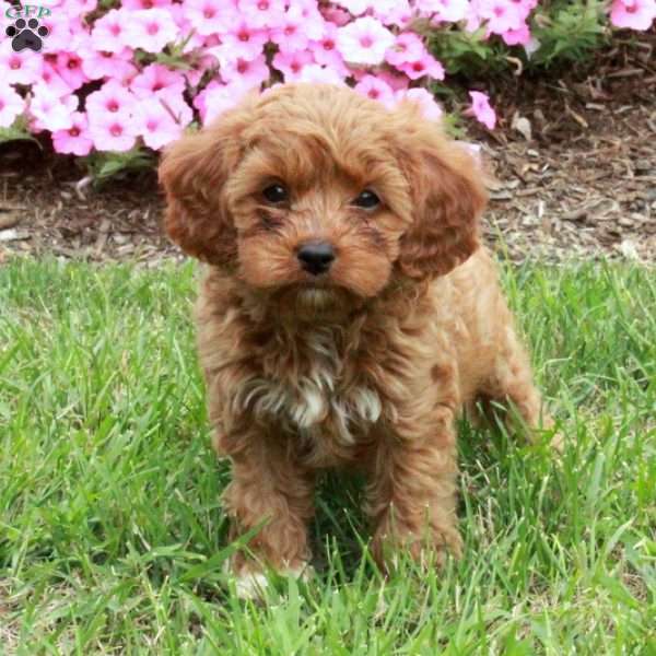 Lucy, Cavapoo Puppy