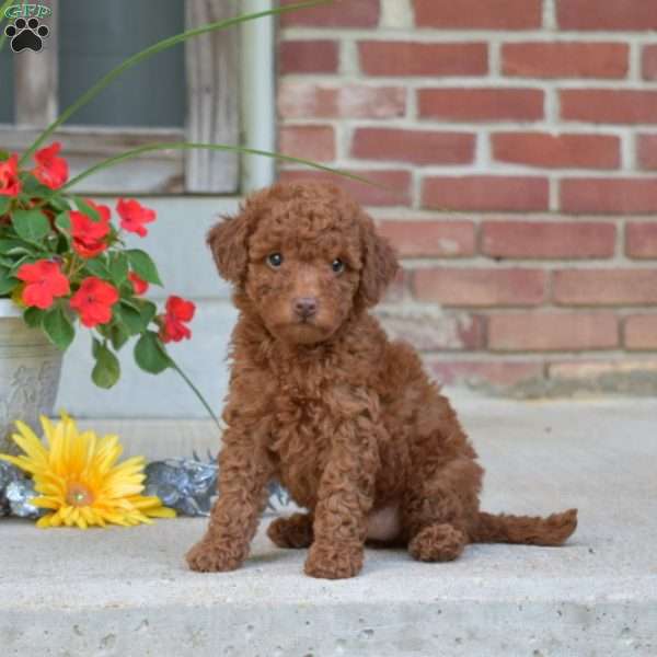 Lucy, Miniature Poodle Puppy