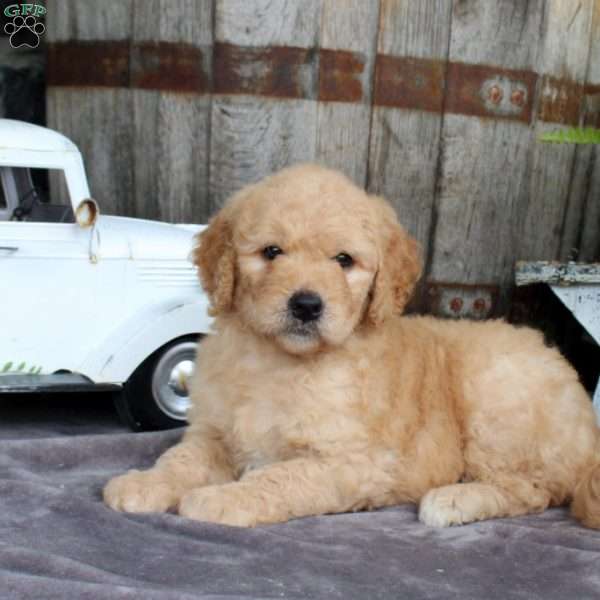 Lucy, Goldendoodle Puppy