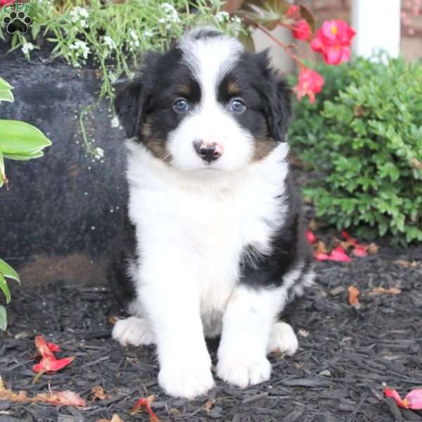 Luke, Miniature Australian Shepherd Puppy