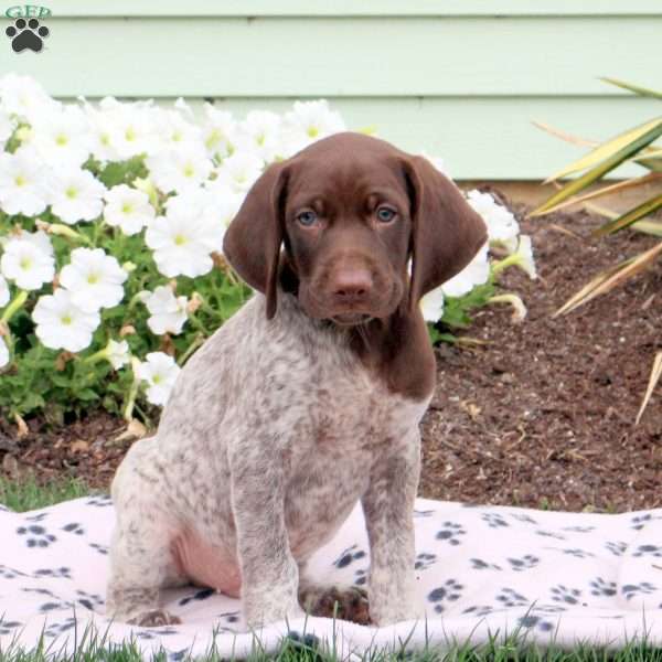 Luke, German Shorthaired Pointer Puppy