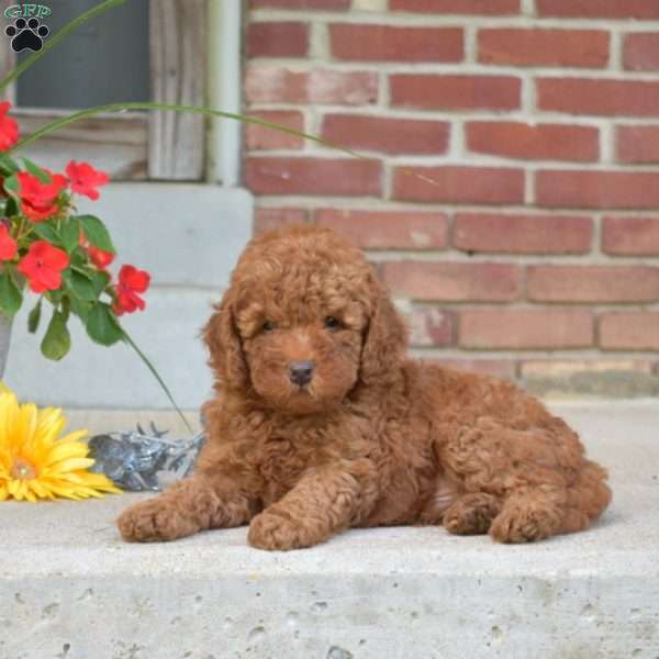 Luke, Miniature Poodle Puppy