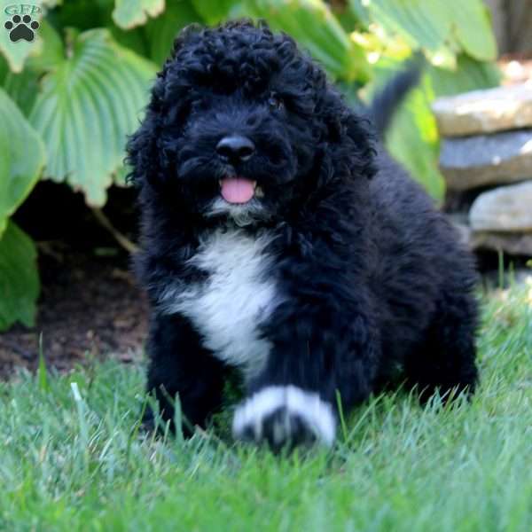 Luke, Portuguese Water Dog Puppy