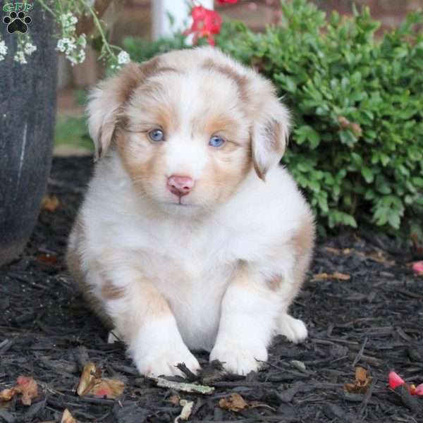 Lulu, Miniature Australian Shepherd Puppy