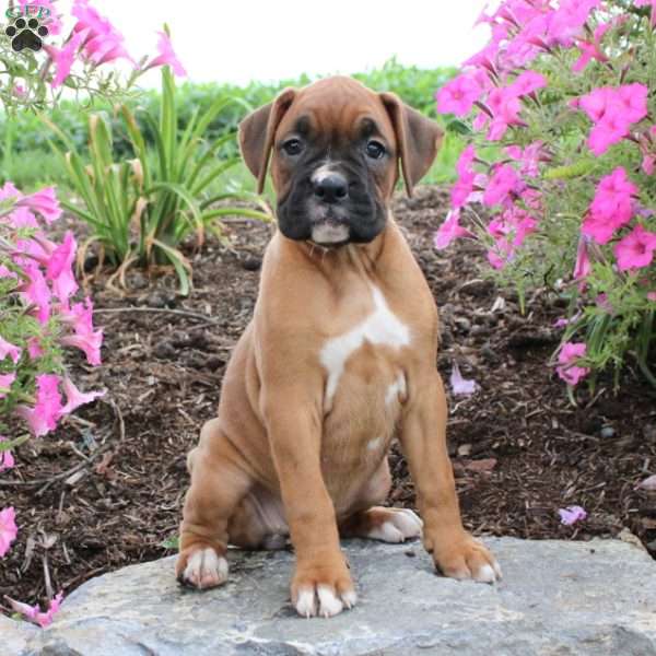 Luna, Boxer Puppy