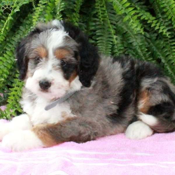 Luna, Bernedoodle Puppy