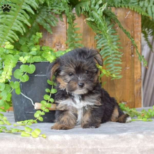 Luna, Yorkie Poo Puppy