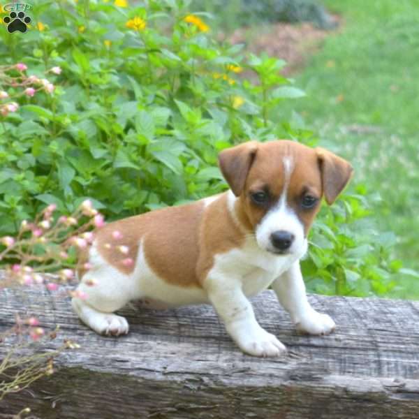 Luna, Jack Russell Terrier Puppy